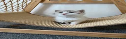 British Shorthair cats for sale: Beautiful British Shorthair Male Kittens 🐾 - Advert 30