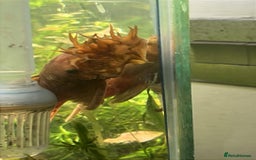 Plecos fish for sale: L144 Blue Eyed Bristlenose Pleco size 3 cm - Image 13