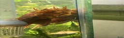 Plecos fish for sale: L144 Blue Eyed Bristlenose Pleco size 3 cm - Advert 13