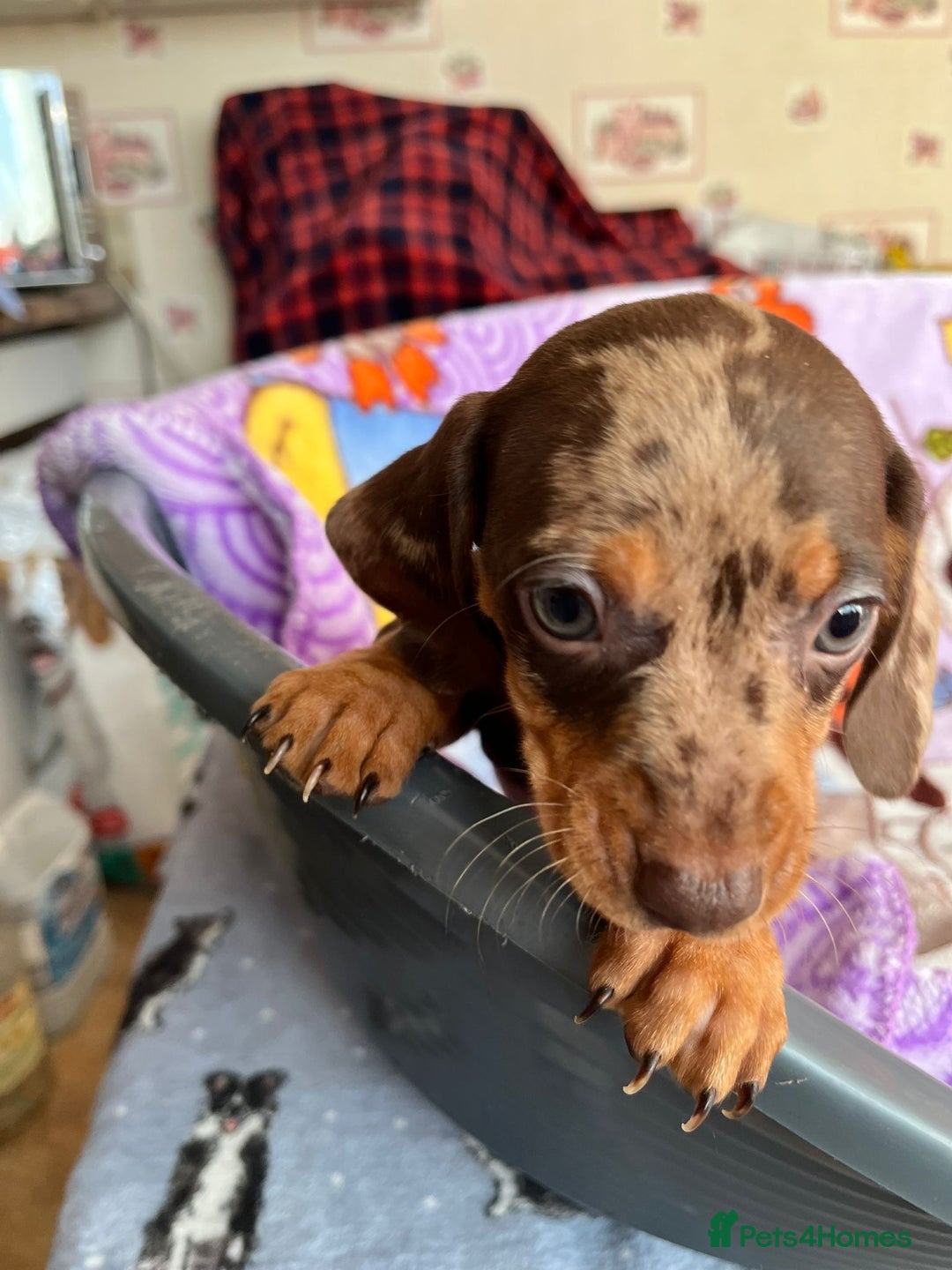 Dachshund dogs for sale: Just one girl left. Ready for her new homes - Advert 25