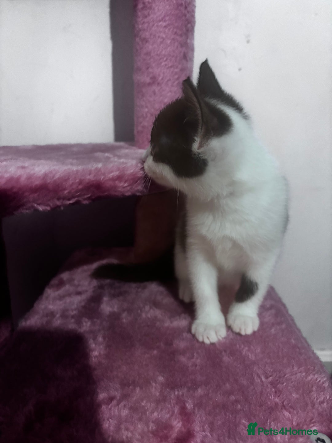 Mixed Breed cats for sale: 2 lovely half bengal girls ready now! - Image 13