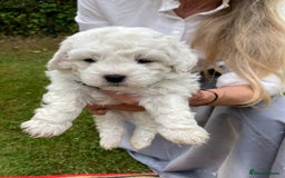 Mixed Breed dogs for sale: Bolonoodle Puppies  - Image 7