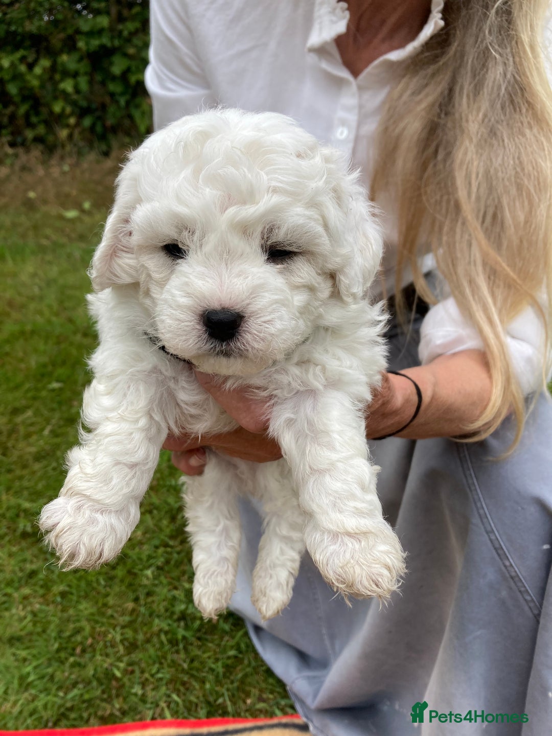Mixed Breed dogs for sale: Bolonoodle Puppies  - Image 7