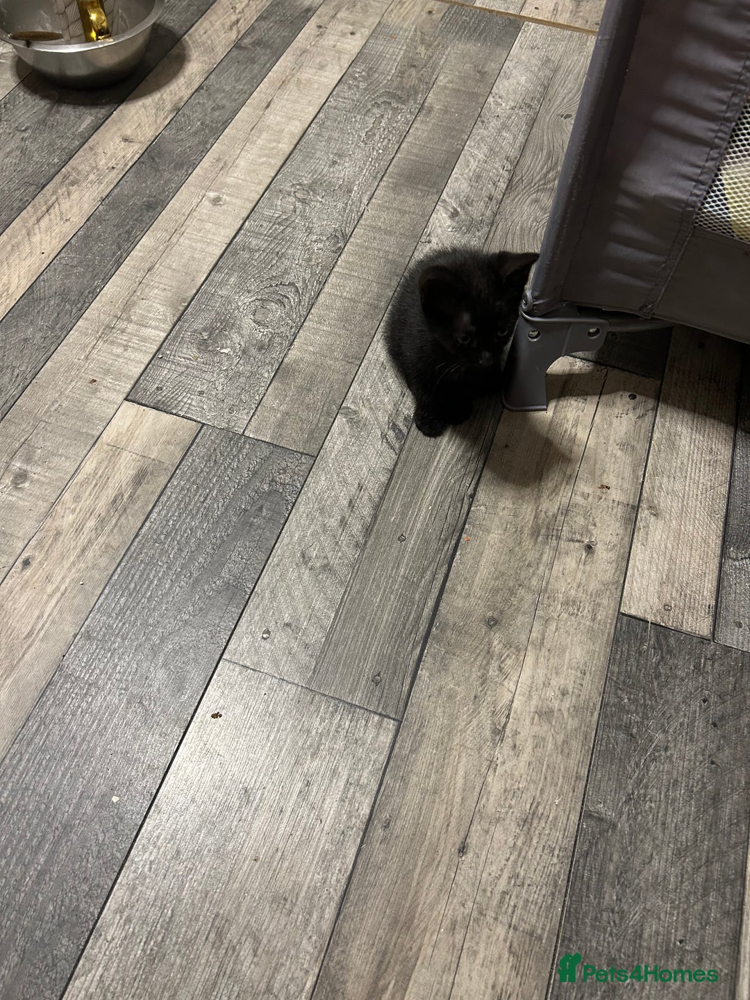 Mixed Breed cats for sale: Kittens are ready now 8 weeks old  - Advert 18