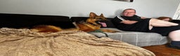 German Shepherd dogs for stud: 3 year old german shepard for stud proven. - Advert 7