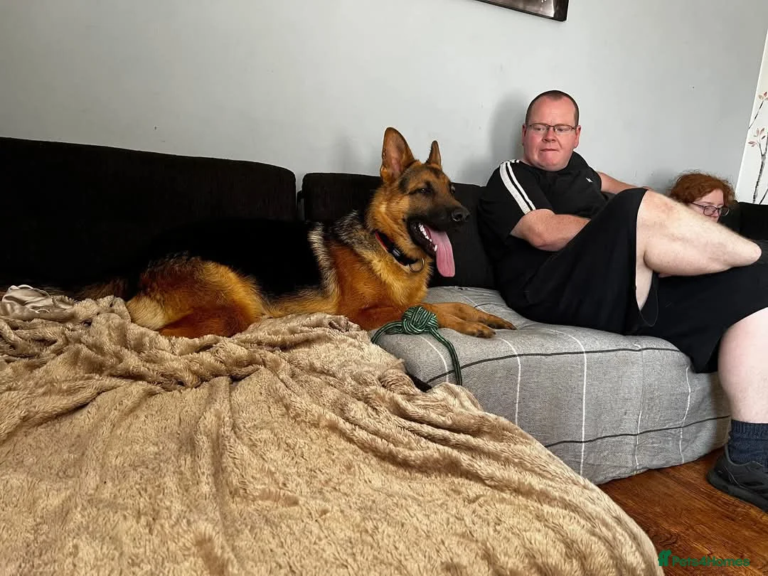 German Shepherd dogs for stud: 3 year old german shepard for stud proven. - Advert 7