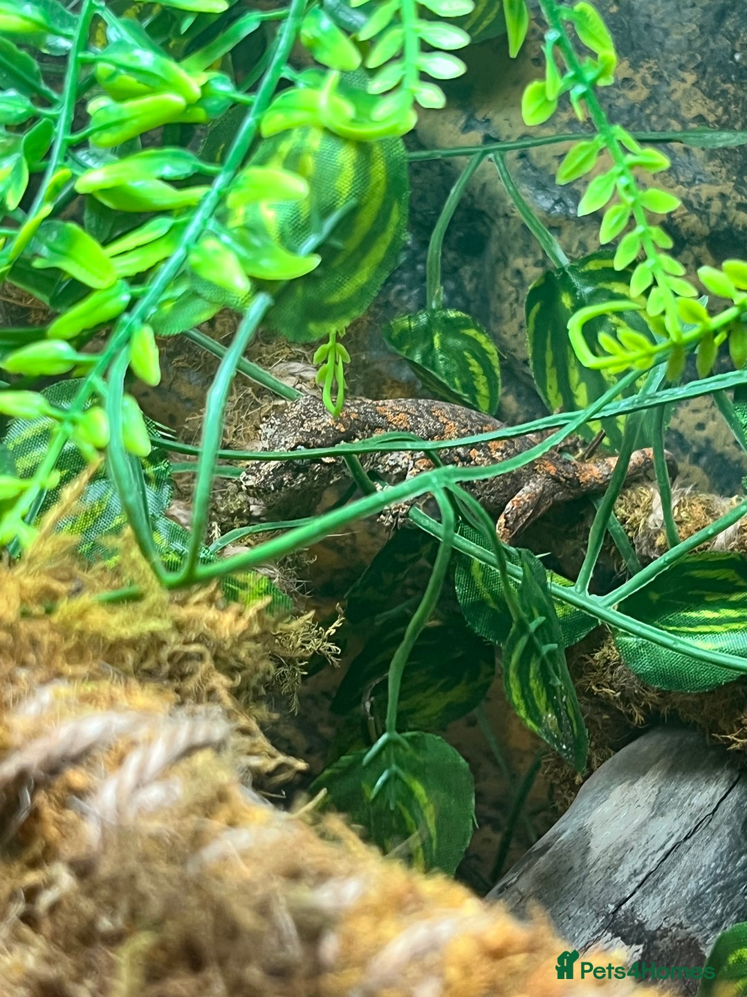 Gecko reptiles for sale: High red blotch gargoyle gecko  - Advert 6