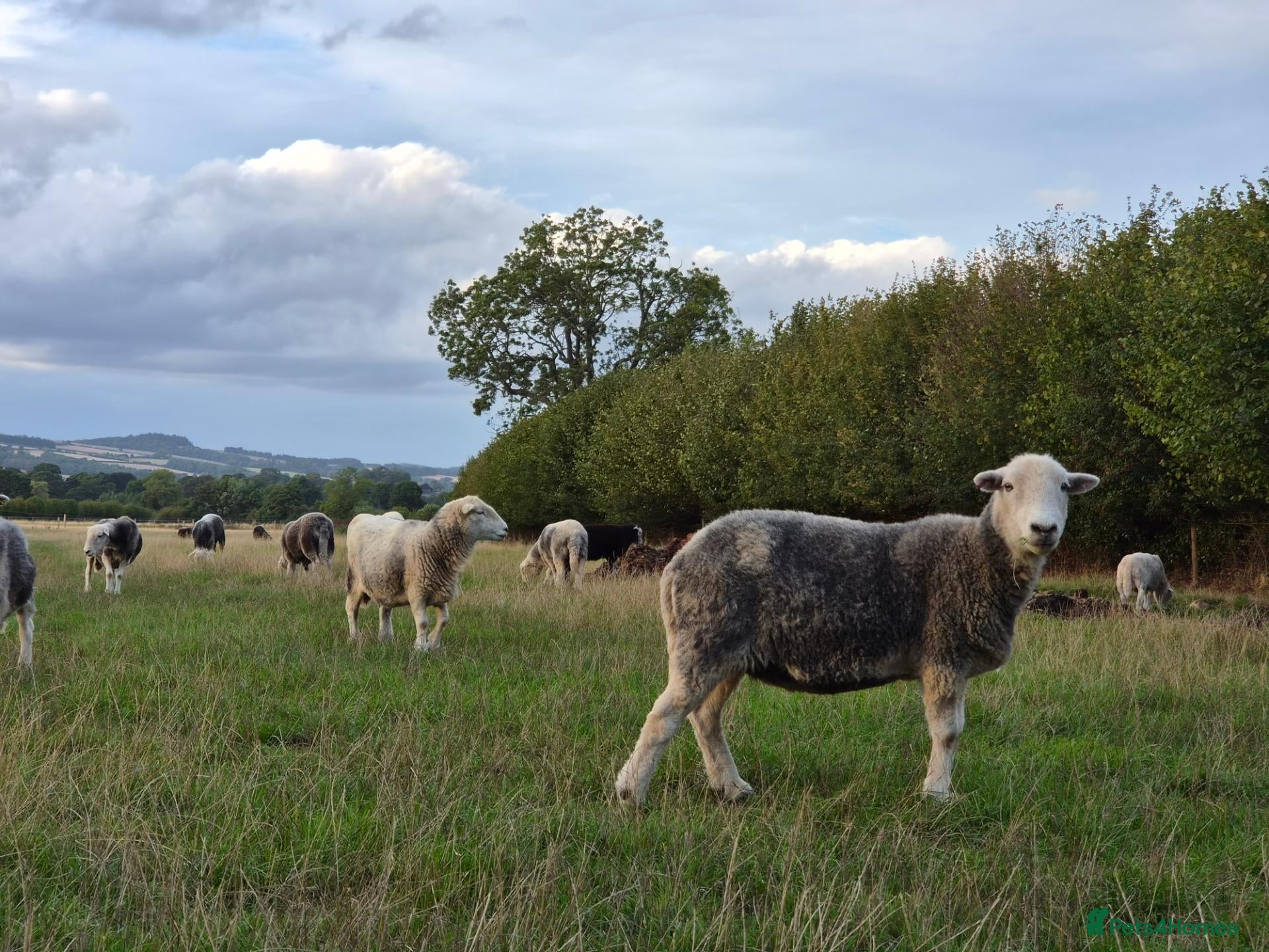 Sheep livestock Herdwick ewes and lambs for sale - Advert 4