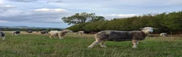 Sheep livestock for sale: Herdwick ewes and lambs for sale - Advert 1