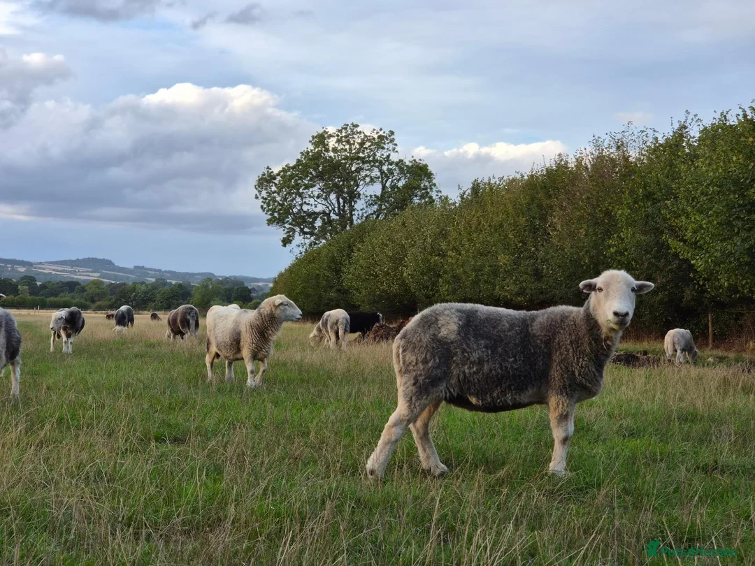 Sheep livestock for sale: Herdwick ewes and lambs for sale - Advert 1