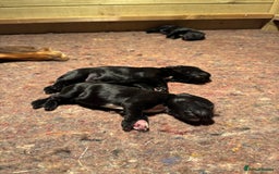 Cocker Spaniel dogs for sale: Gorgeous Cocker spaniel puppies for sale  - Image 3