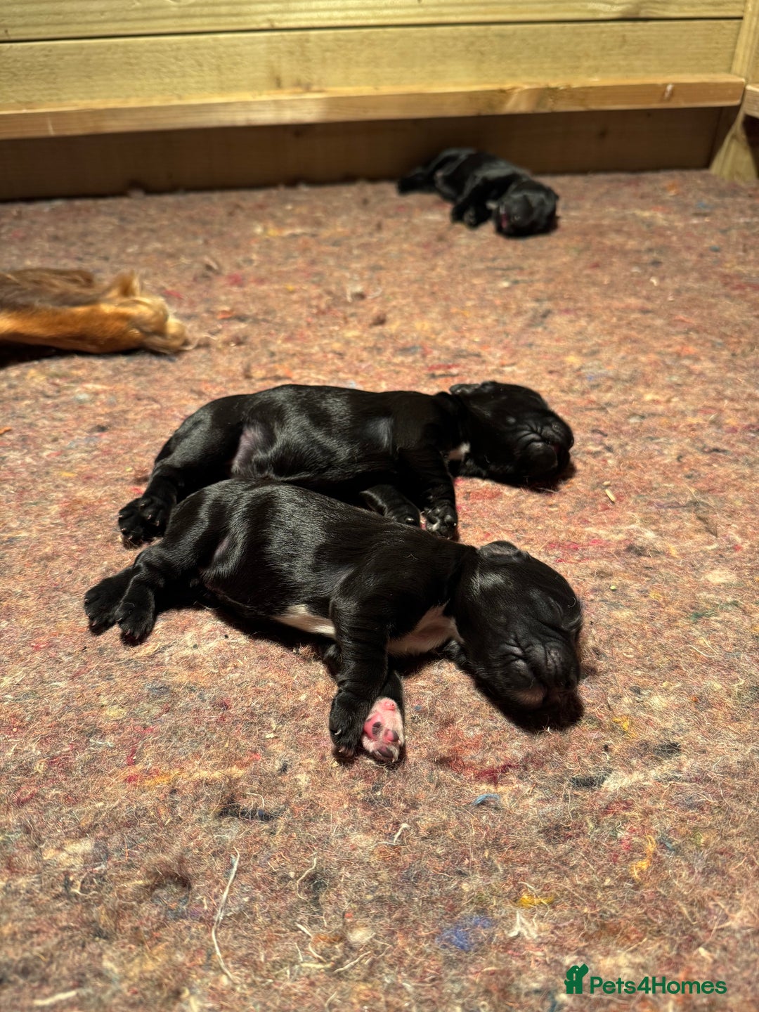 Cocker Spaniel dogs for sale: Gorgeous Cocker spaniel puppies for sale  - Image 3