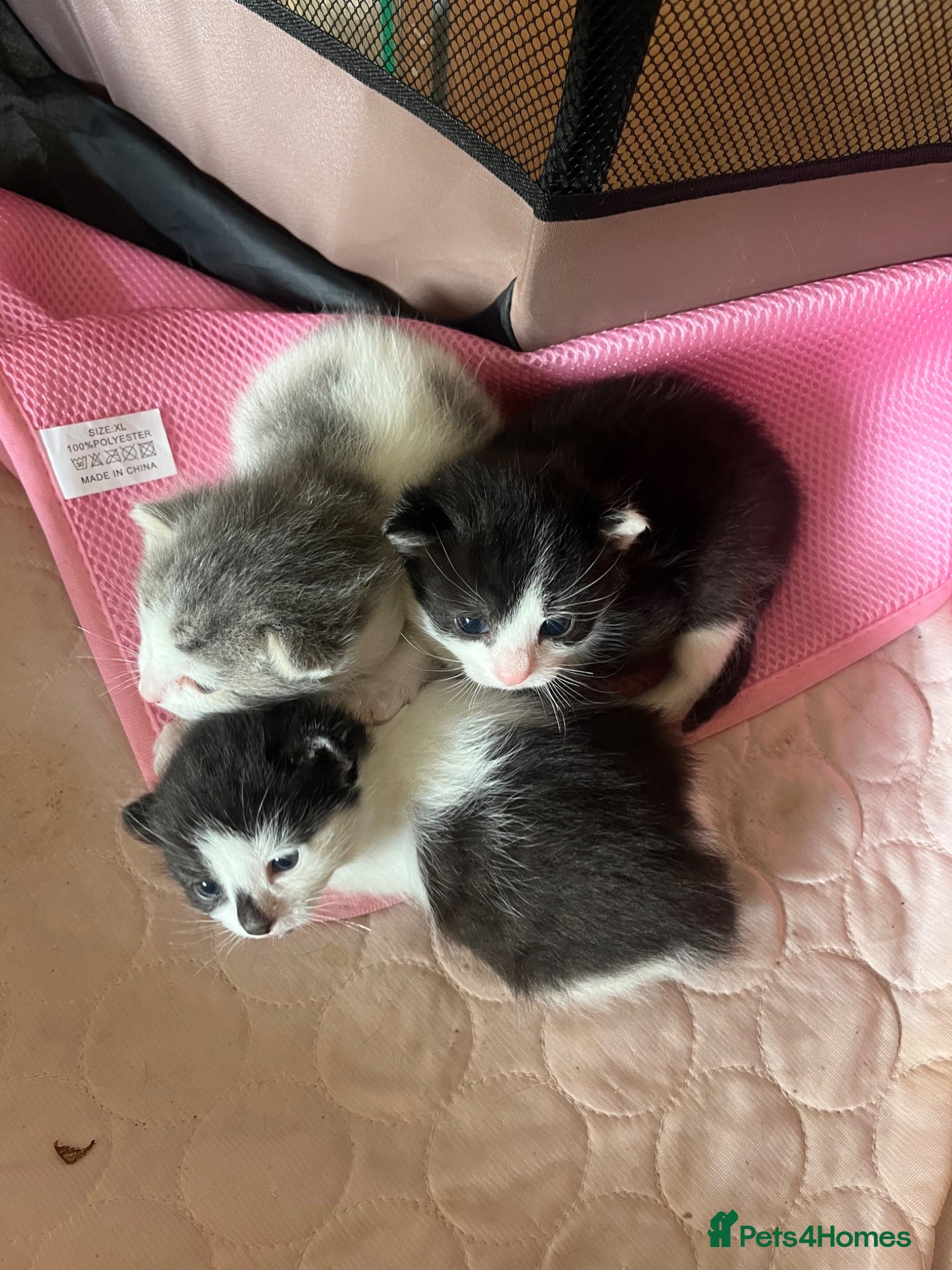 Mixed Breed cats Kittens for sale what black grey mixed Bradford  - Advert 3