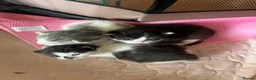 Mixed Breed cats for sale: Kittens for sale what black grey mixed Bradford  in Bradford - Advert 1