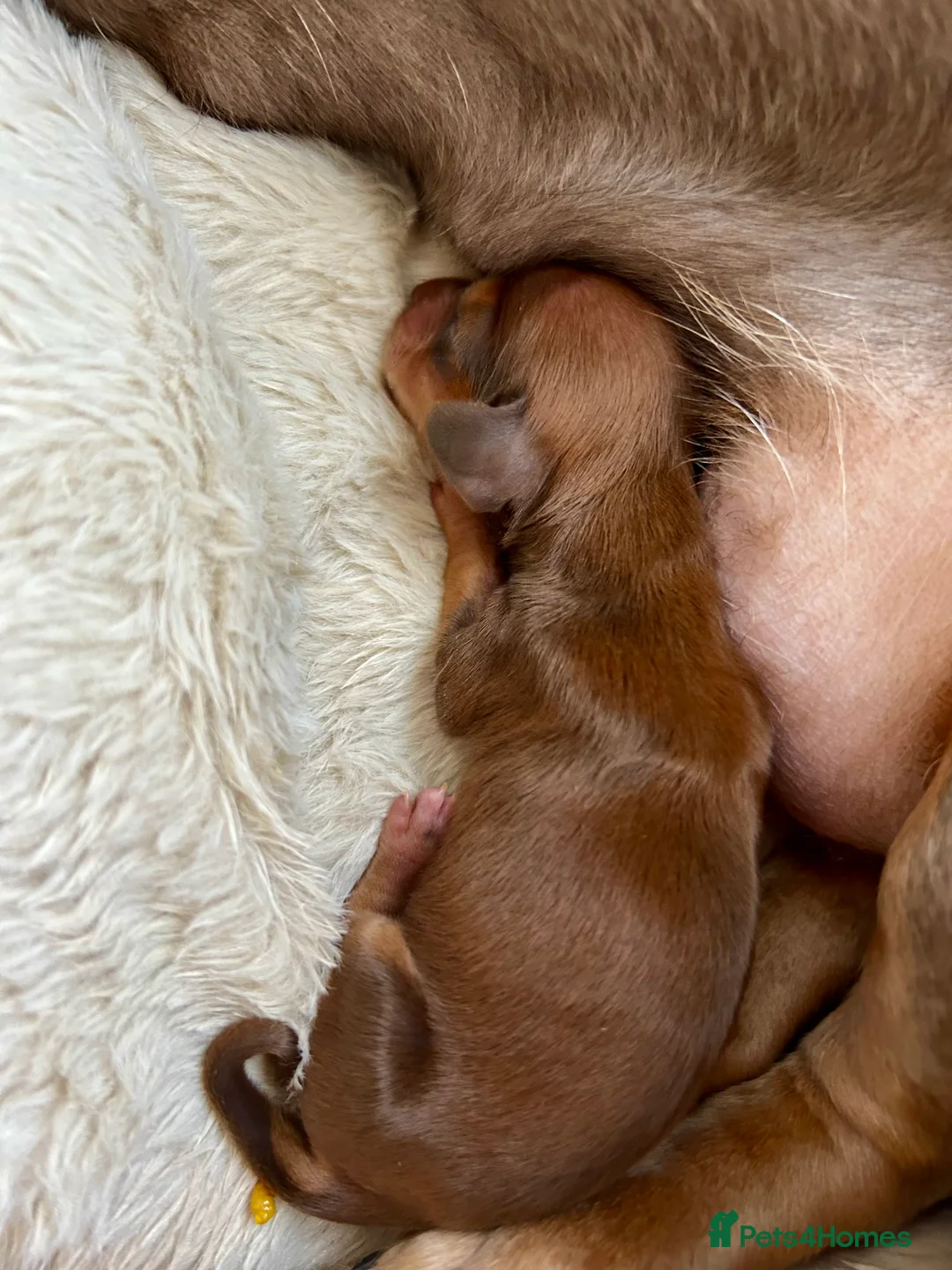 Miniature Dachshund dogs for sale: 2 Cute Mini Dachshund Brothers–Raised with Mum&Dad - Advert 10