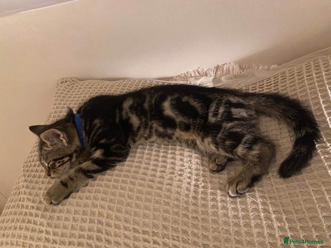 Mixed Breed cats for sale: BEAUTIFUL TABBY MALE FOR SALE  - Image 5
