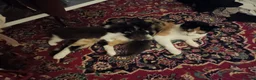 Mixed Breed cats for sale: Playful kittens  - Advert 12