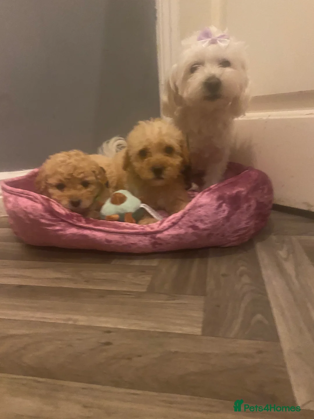 Maltipoo dogs for sale: Lovely Toy Maltipoo red curly hair puppies  - Advert 2