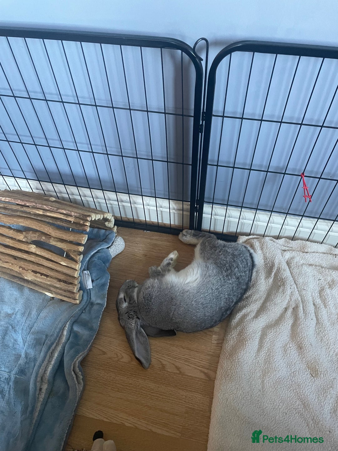 Mixed Breed rabbits for sale: 2 bonded female rabbits for rehoming  - Image 3