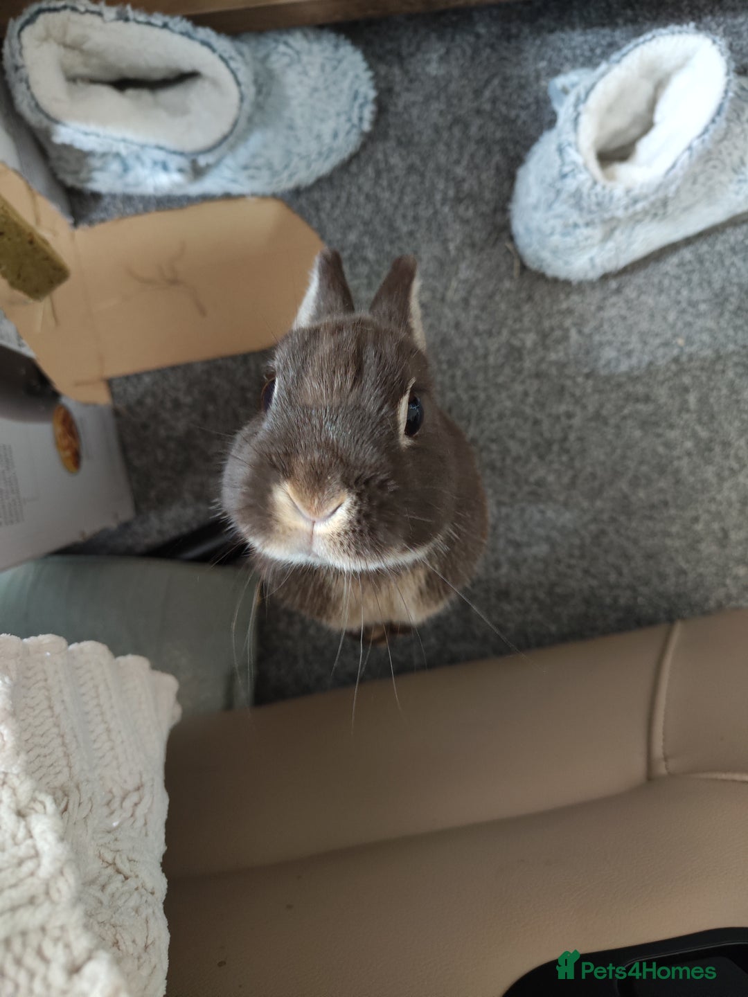 Netherland Dwarf rabbits for sale: Netherland Dwarf for sale with hutch   - Image 4
