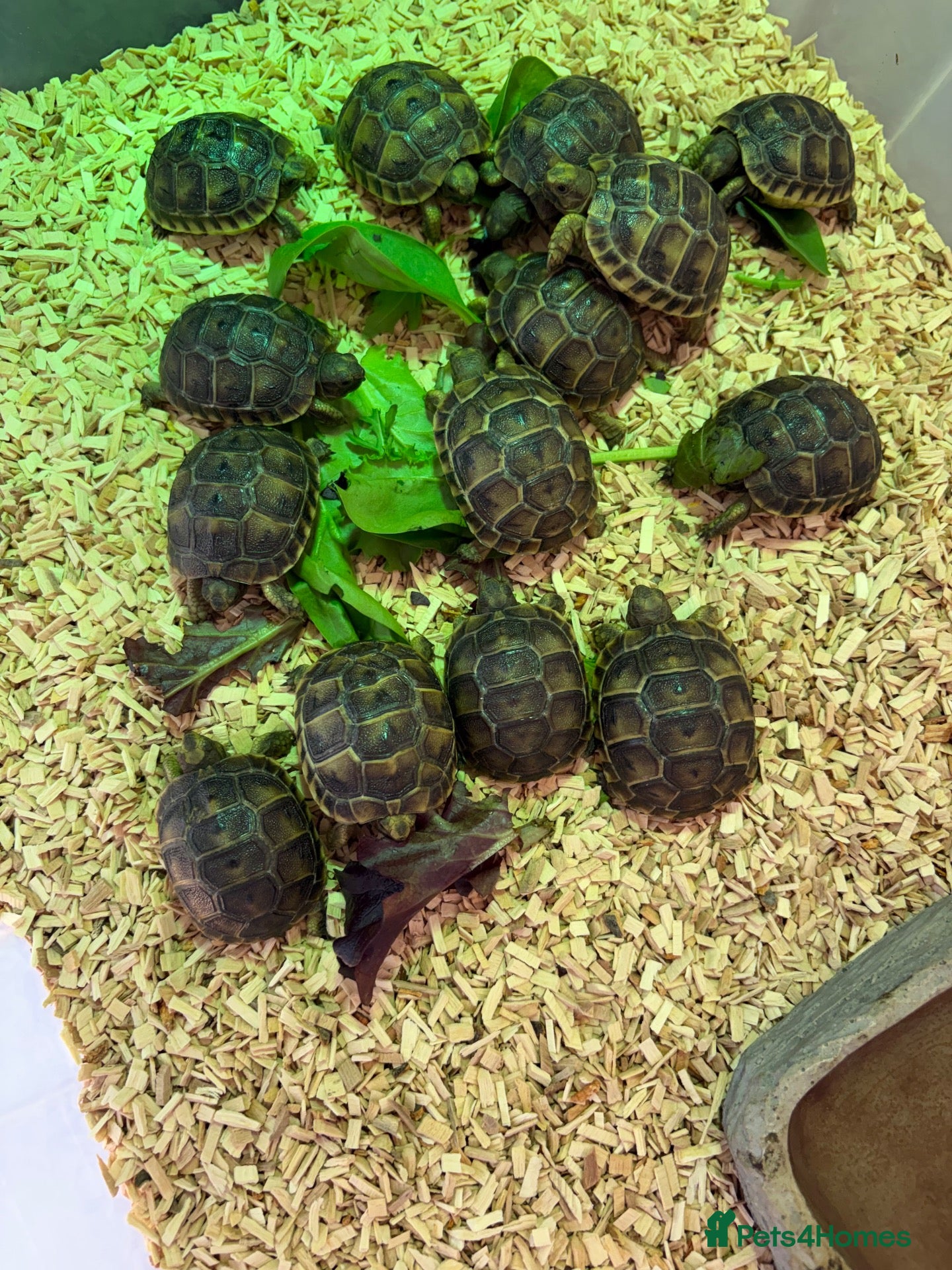 Tortoise reptiles for sale: Baby spur thighed tortoises  - Advert 2