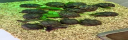 Tortoise reptiles for sale: Baby spur thighed tortoises  - Advert 2