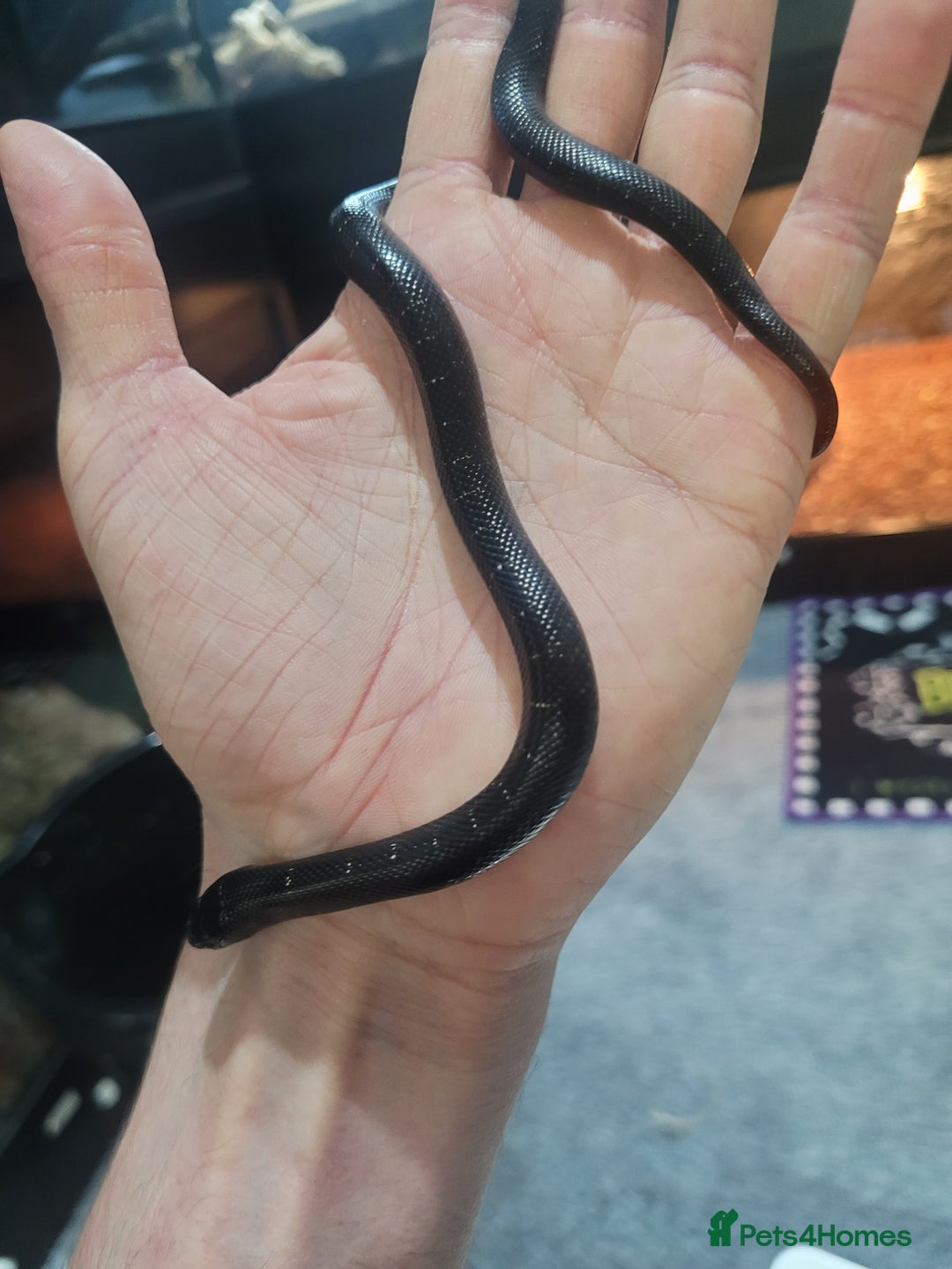 King Snake reptiles for sale: Mexican black king snake  - Advert 1