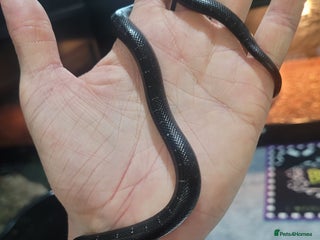 King Snake reptiles Mexican black king snake - Advert 10