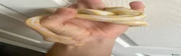 Python Snake reptiles for sale: Albino Ball Python - 66% het pied royal python - Advert 4