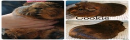 Guinea Pig rodents for sale: Guinea Pigs - Advert 3