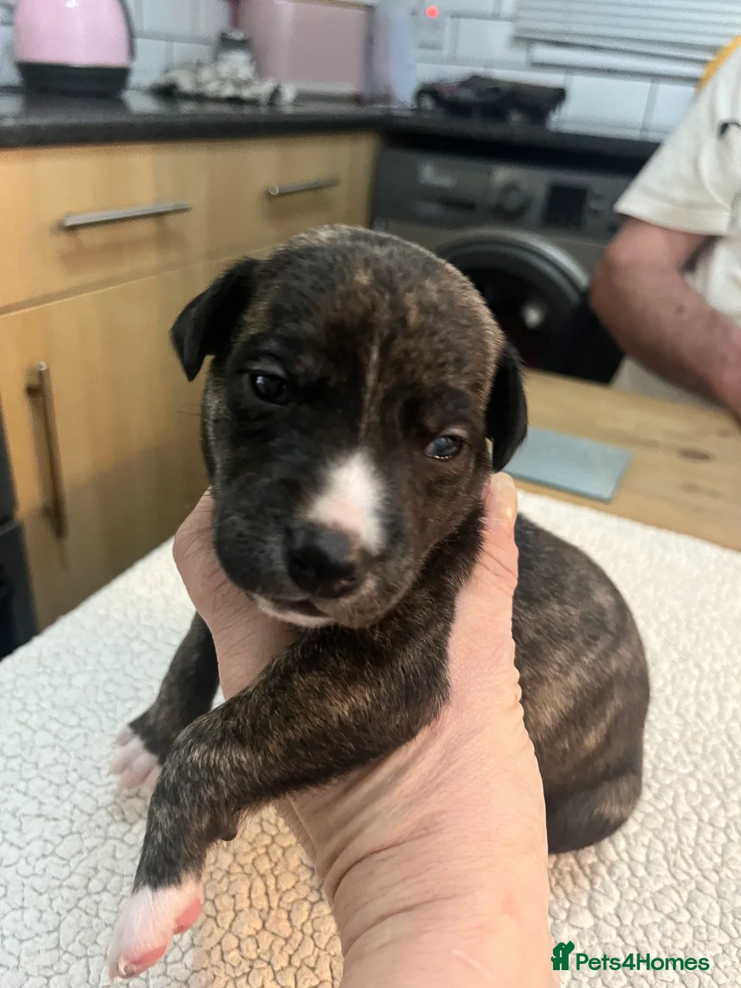 Bedlington Terrier dogs for sale: Beautiful Bedy/whippet Pups in Halstead - Advert 5