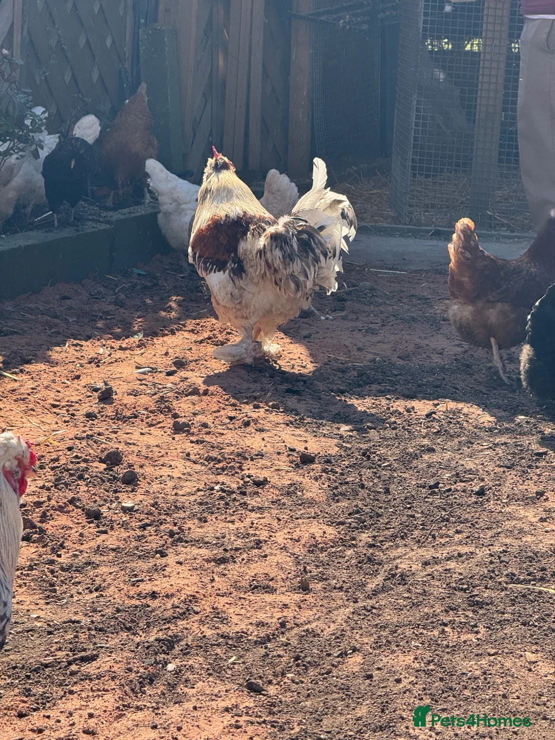 Chickens poultry for sale: Salmon Favourell Cockerel  in Birmingham - Advert 3