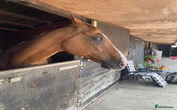 Irish Thoroughbred horses for sale: Tb gelding for sale - Advert 7