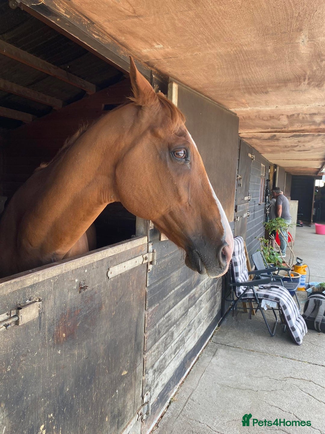 Irish Thoroughbred horses for sale: Tb gelding for sale - Advert 7