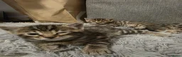 Mixed Breed cats for sale: 4 beautiful kittens looking for loving homes 🐾 - Advert 6