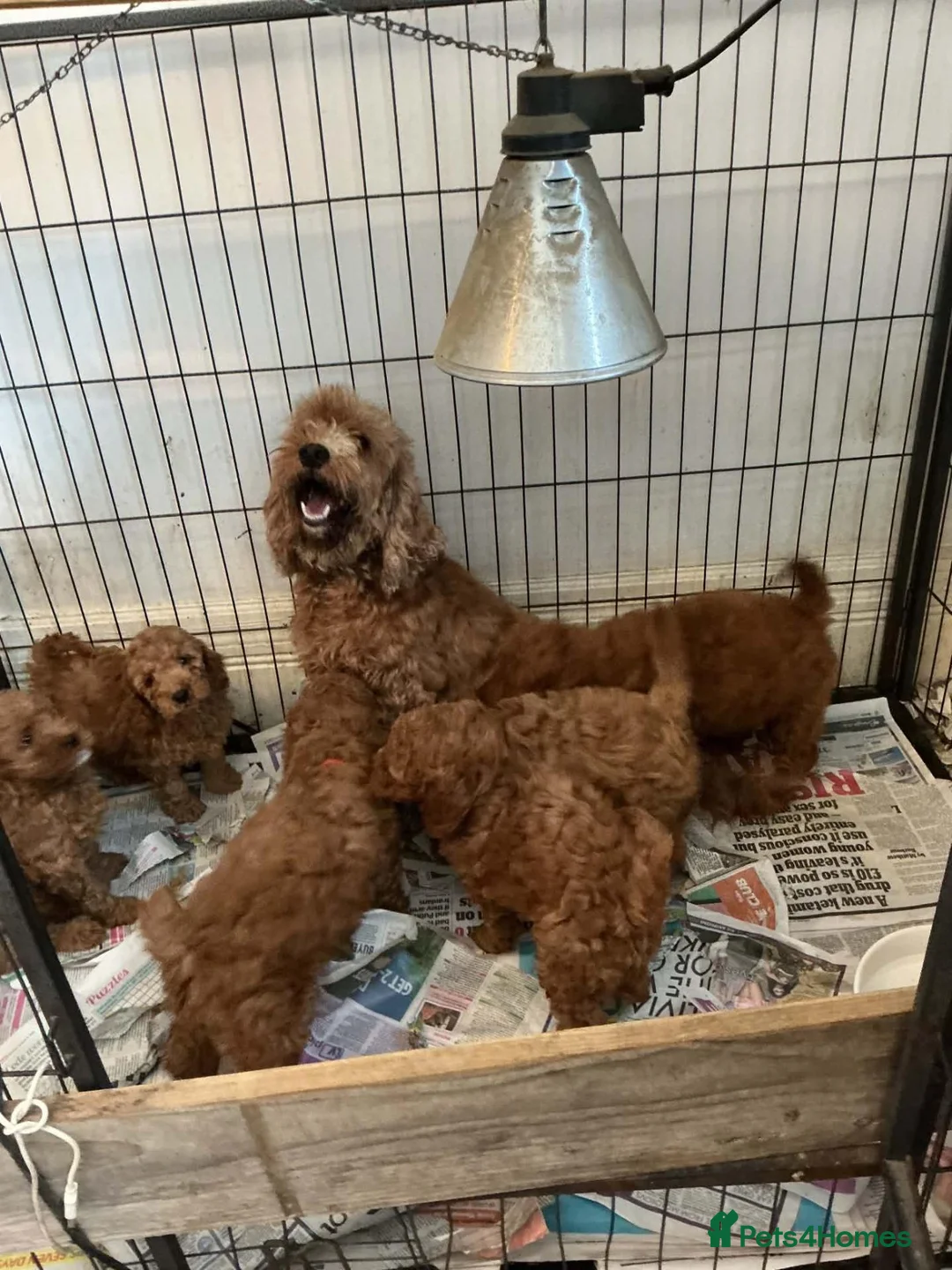 Cavapoo dogs for sale: 6 FOX RED CAVAPOO BOYS READY NOW - Advert 2