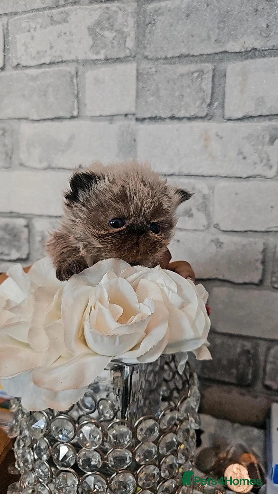 Persian cats for sale: Full pedigree Persian kittens available  - Image 3