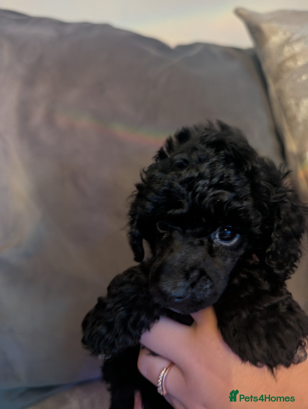 Toy Poodle dogs for sale: Toy poodle boys  - Image 2
