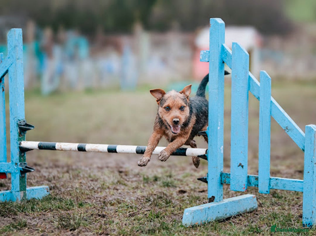 Patterjack dogs for stud: Jack Russell cross Patterdale for stud - Image 16