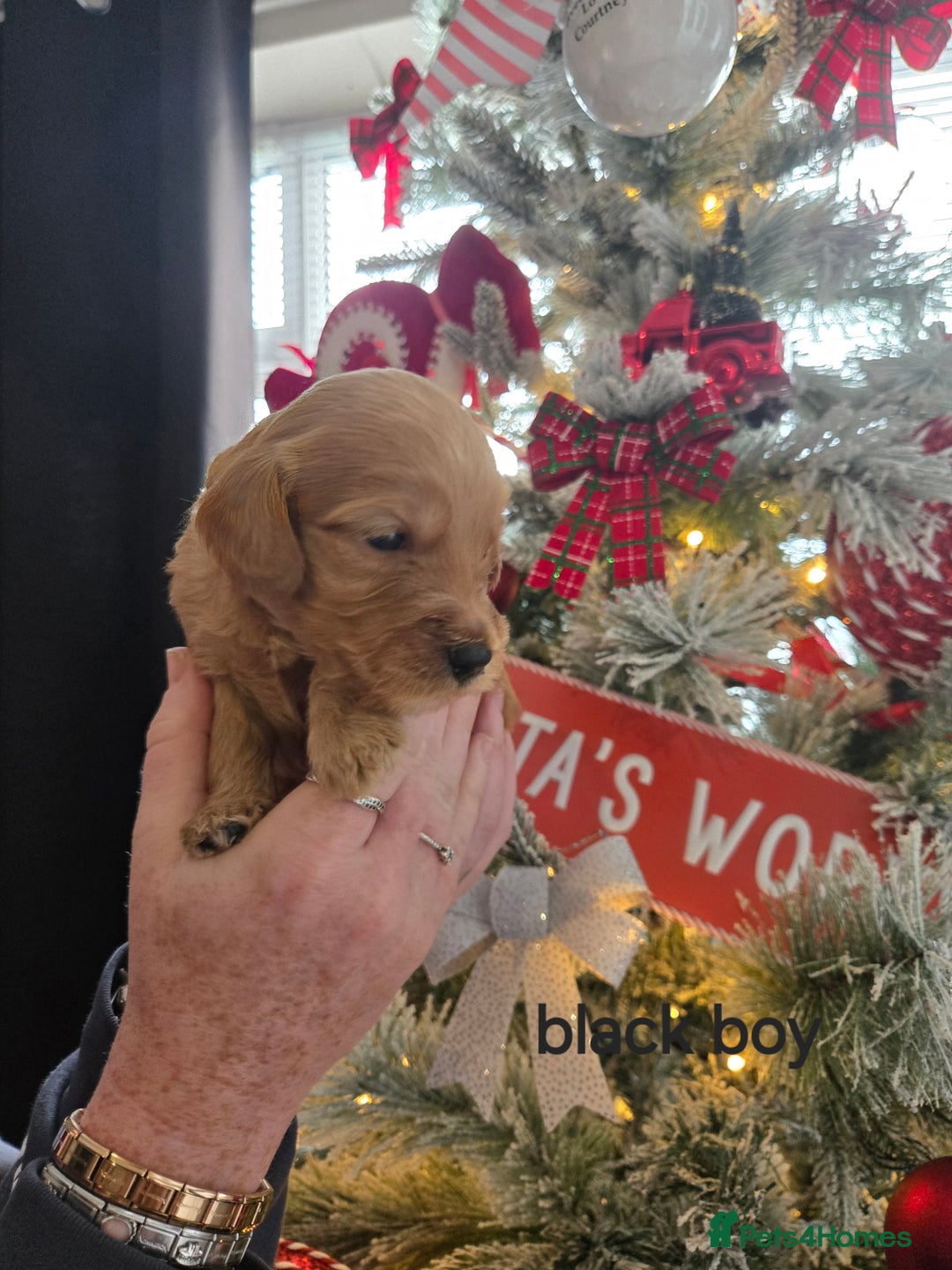 Cockapoo dogs for sale: 3 boy cockapoos  - Advert 3