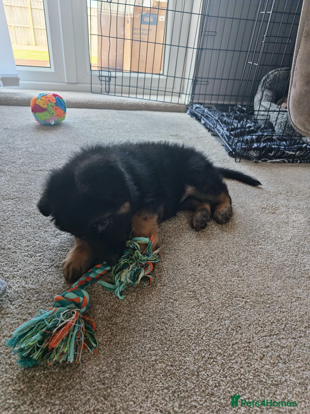 German Shepherd dogs for sale: 8 week old straight back German shepherd  - Advert 9
