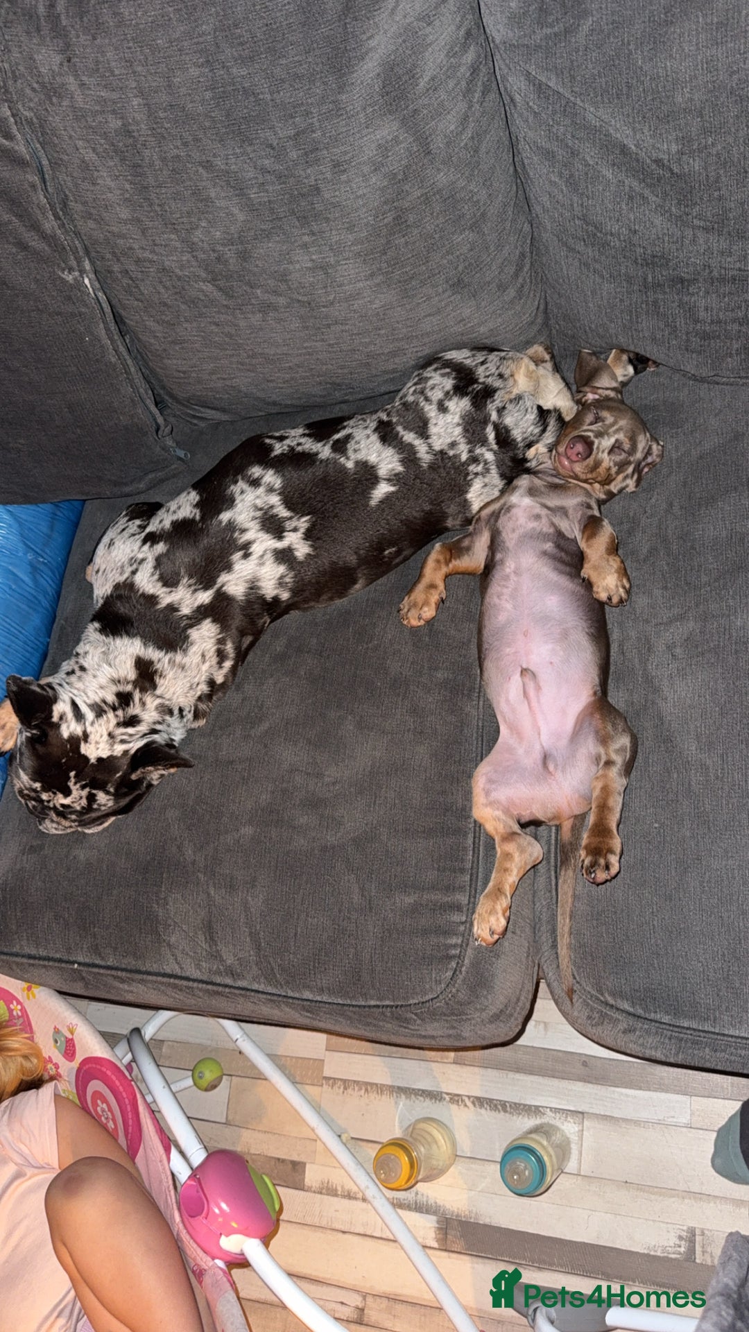 Miniature Dachshund dogs for sale: Miniature dachshund - Advert 5