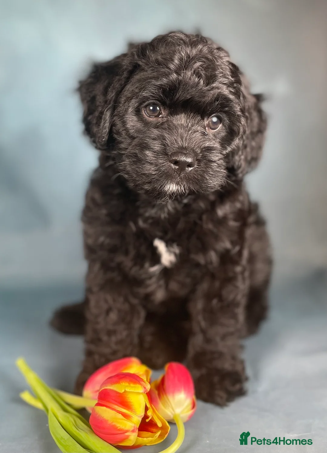 Toy Poodle dogs for stud: Exquisite Proven KC Red Stud DNA Clear Eye Tested - Advert 15