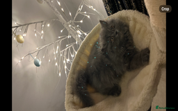 Persian cats for sale: Ready Now 2 Boys/1 Girl Persian Fluff Monsters - Image 28