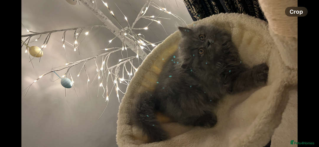 Persian cats for sale: Ready Now 2 Boys/1 Girl Persian Fluff Monsters - Image 28