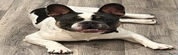 French Bulldog dogs for stud: French bulldog for STUD - Advert 6