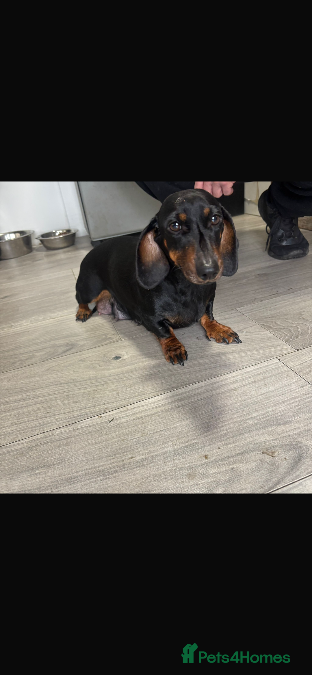 Dachshund dogs for sale: 1 boy dachshund  - Advert 4