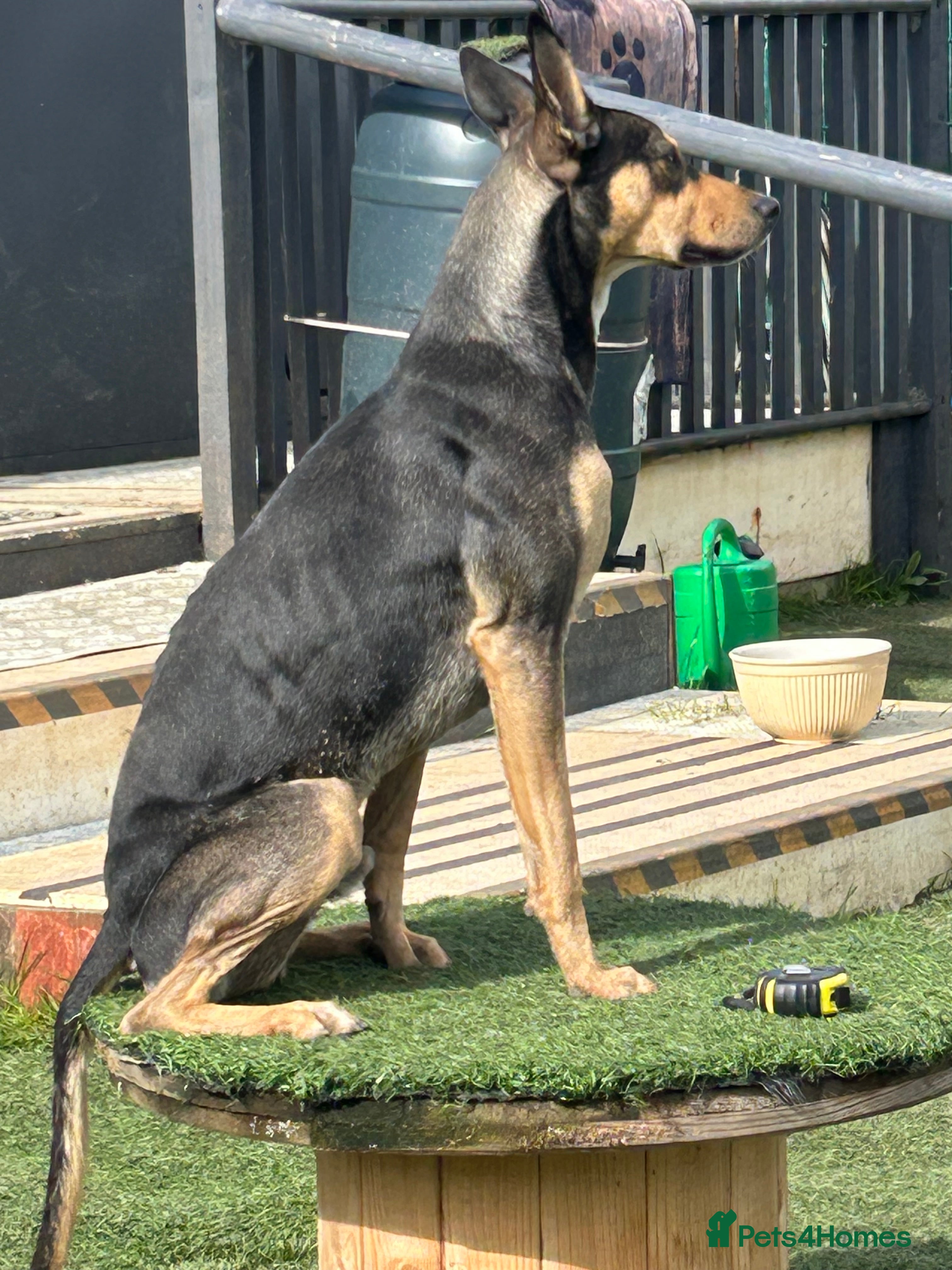 Mixed Breed dogs Looking for new home🐾❤️ - Advert 2