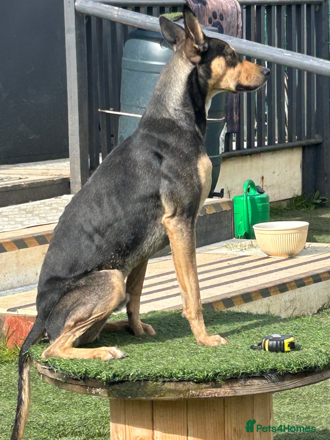 Mixed Breed dogs for sale: Looking for new home🐾❤️ - Advert 1