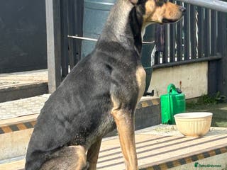 Mixed Breed dogs Looking for new home🐾❤️ - Advert 6